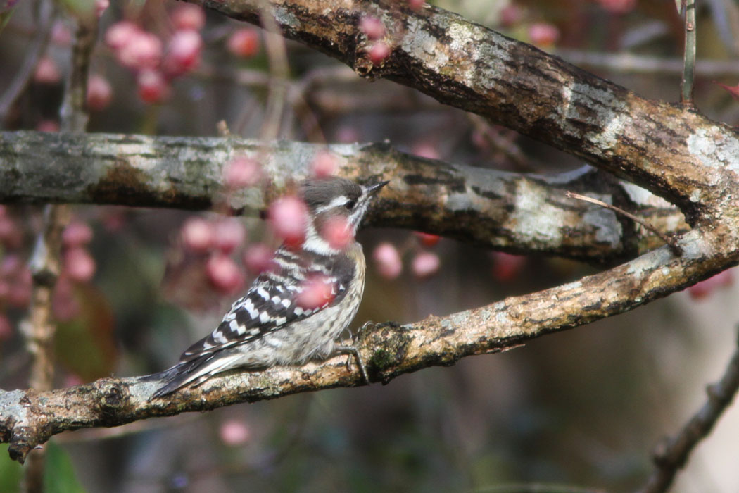 箱根湿生花園やビジターセンターで野鳥観察　冬は訪れる人が少ないためか、鳥たちも羽を伸ばして（そのまんまだね）いるようでした